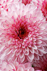 Image showing Chrysanthemum