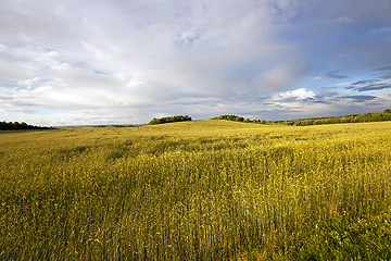 Image showing wheat field  