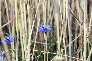 Image showing cornflower 