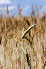 Image showing wheat ears  
