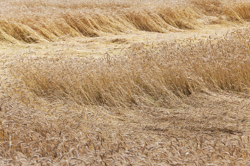 Image showing broken wind wheat 