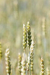 Image showing wheat ears  