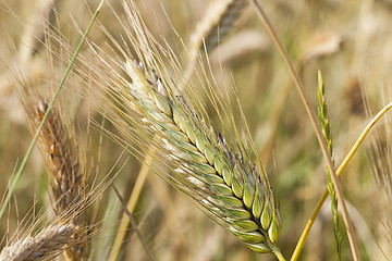 Image showing rye ears  