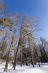 Image showing winter trees  