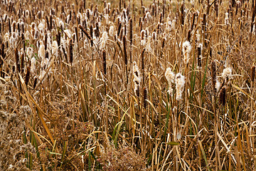 Image showing   cattail  