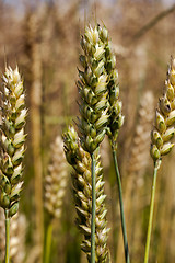 Image showing cereals 