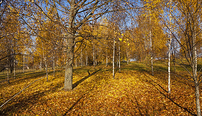 Image showing trees in the fall  