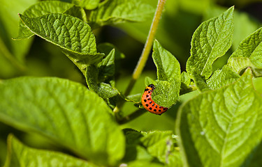Image showing  Colorado  beetle 