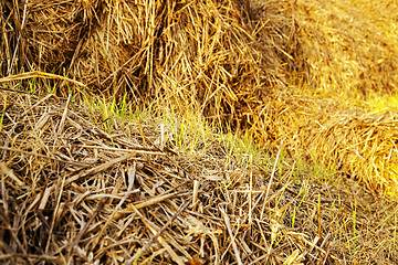 Image showing the sprouted wheat  