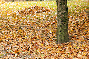 Image showing fallen leaves  