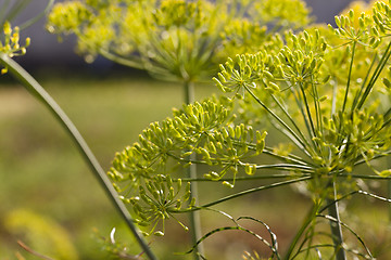 Image showing inflorescence dill Horticultural  