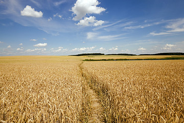 Image showing footpath in the field  