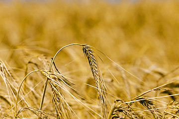 Image showing ripened cereals  