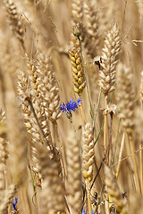 Image showing corn flower 