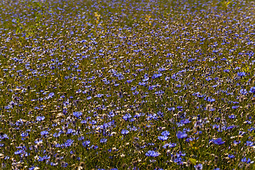 Image showing cornflowers  