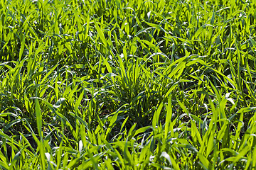 Image showing ripe wheat  