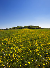 Image showing Dandelion field 
