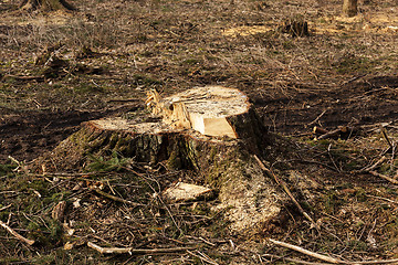 Image showing srubleenny trees 