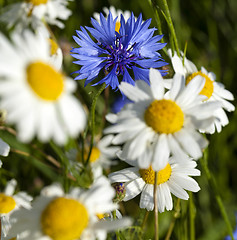 Image showing chamomile flowers and one flower cornflower  