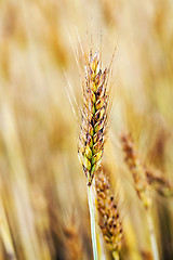 Image showing ripe wheat  