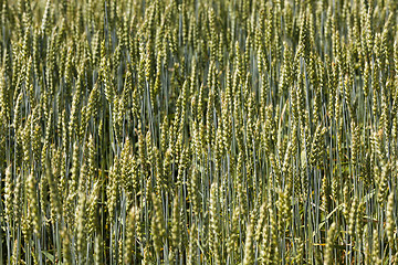 Image showing wheat ears  