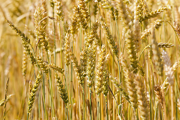 Image showing ripened cereals  