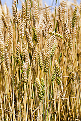 Image showing ripened cereals  