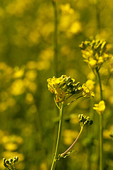 Image showing flowering 