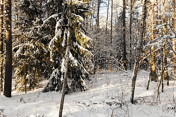 Image showing fir-tree in the winter  