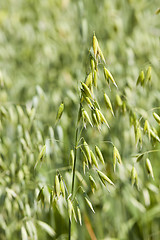 Image showing ears of corn 