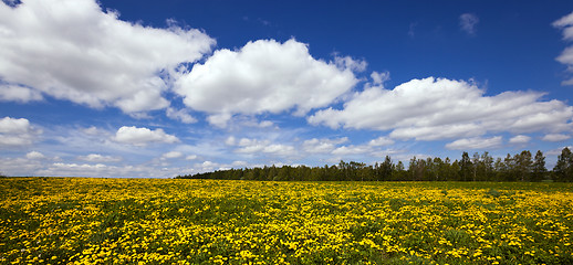Image showing Dandelion field  