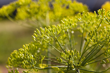 Image showing inflorescence dill Horticultural  