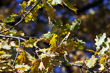 Image showing trees in the fall  