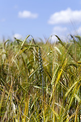 Image showing ears of rye  