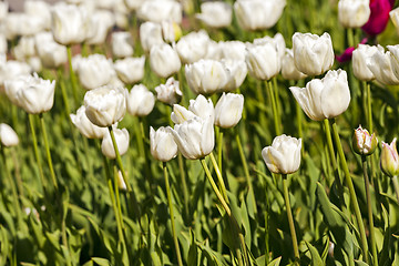 Image showing white tulips  