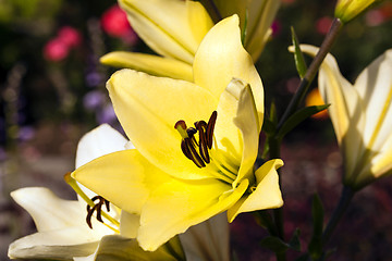 Image showing Yellow lily flower  