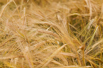 Image showing ripened cereals  