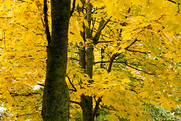 Image showing yellow leaves  