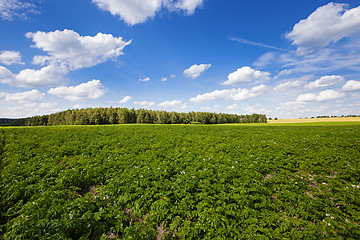 Image showing potato field 