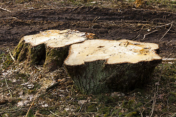 Image showing old trees  