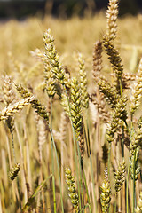 Image showing ripened cereals  