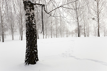 Image showing winter trees  