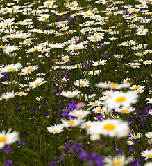 Image showing chamomile flowers  