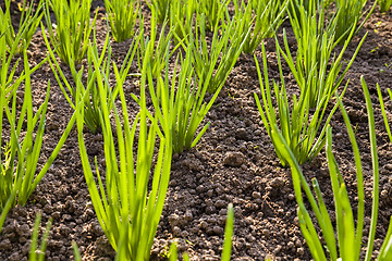 Image showing leaves leek 