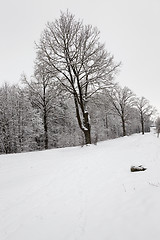 Image showing trees in the winter  