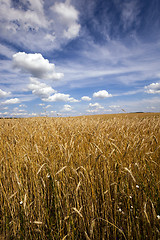 Image showing unripe cereals  