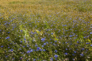 Image showing cornflowers  