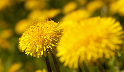 Image showing dandelion  