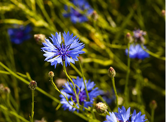 Image showing cornflower  