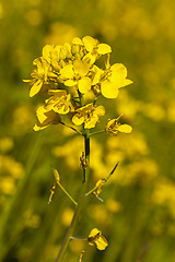 Image showing flowering rape  